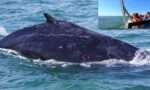 Humpback whale and student photographing it from boat