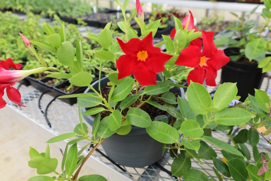 Horticulture Technology Diploma Image